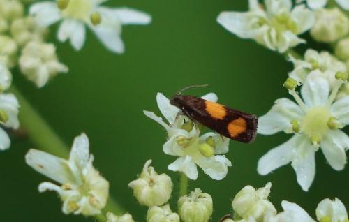 Pammene aurana
